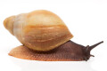 Archachatina marginata candefacta Cameroon b semiadult, 6cm